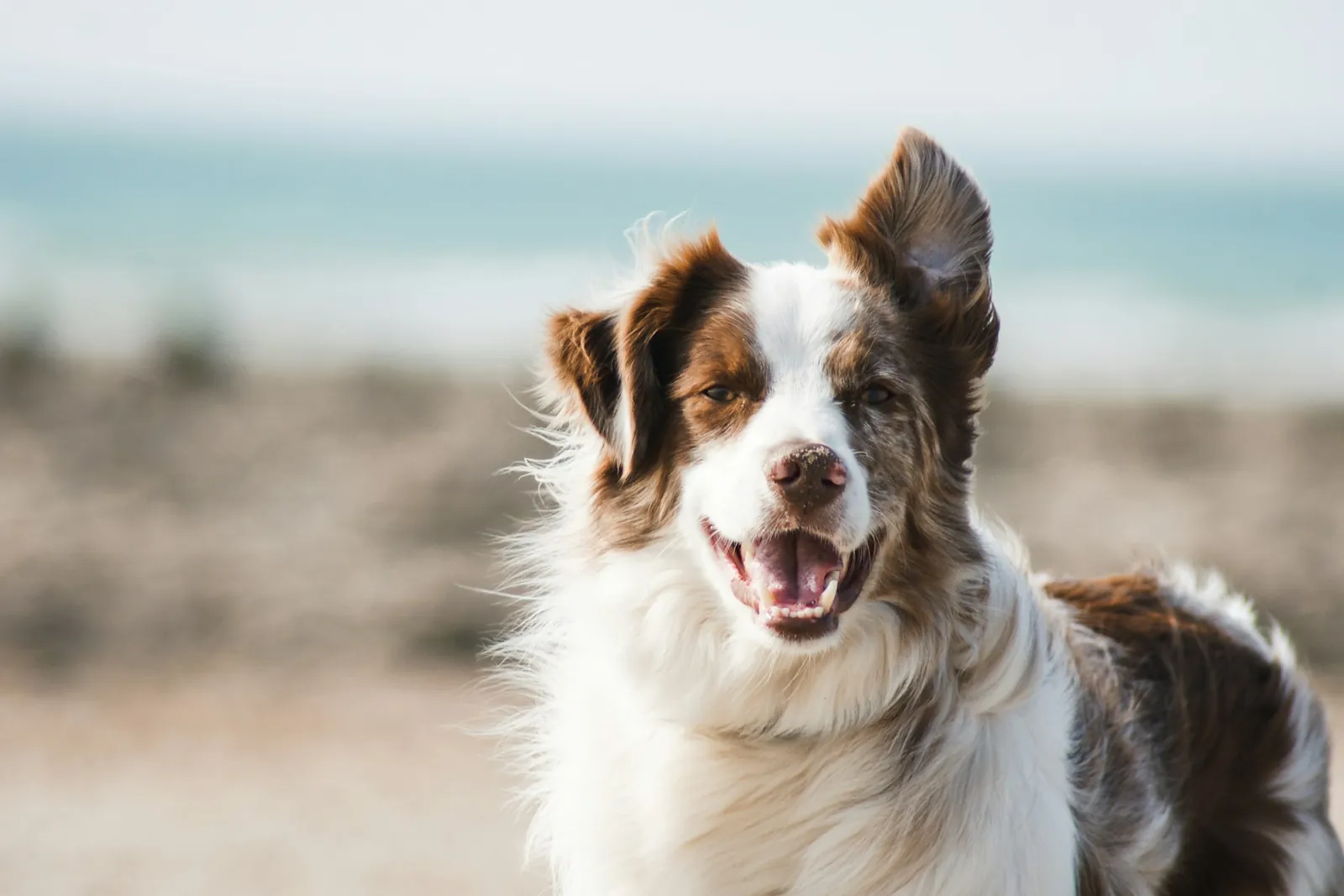 穏やかな表情で佇む長毛の犬