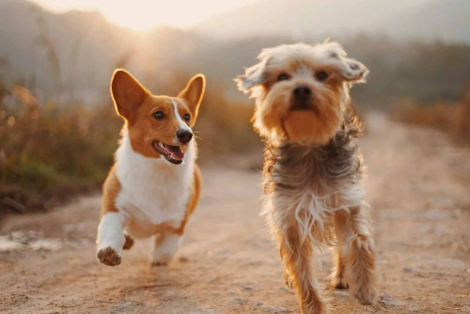 屋外の光のなかで過ごす犬たち