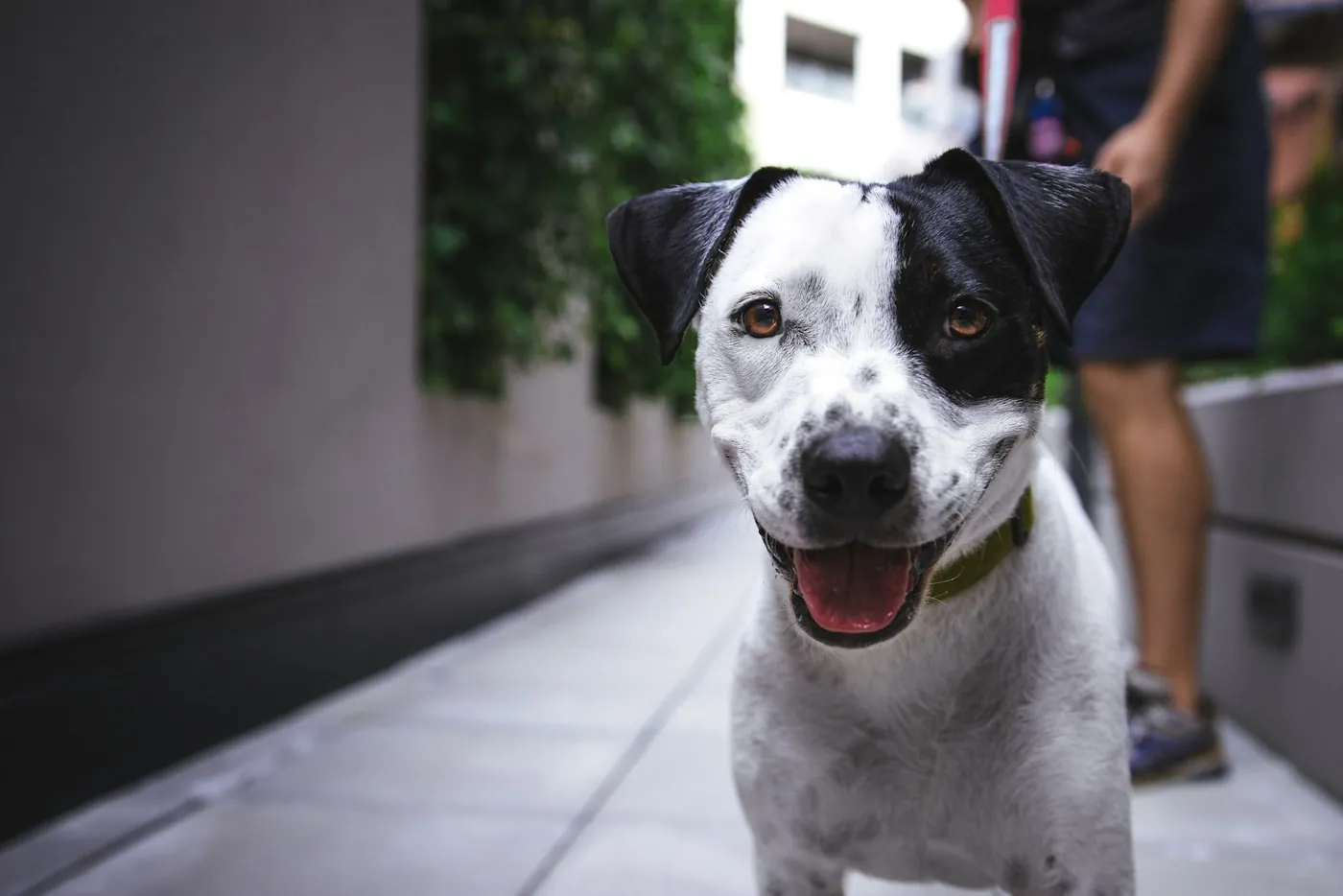 穏やかな朝の犬